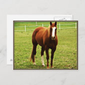 馬葉書 ポストカード (正面/裏面)