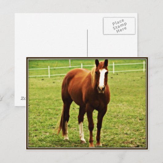 馬葉書 ポストカード (正面/裏面)