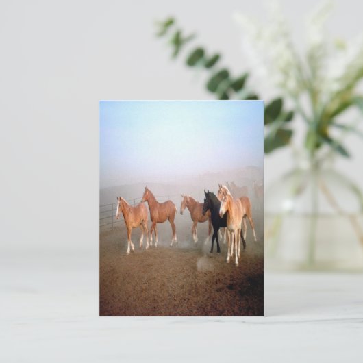 馬葉書 ポストカード (スタンド正面)