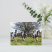 馬葉書 ポストカード (スタンド正面)