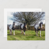 馬葉書 ポストカード (正面/裏面)