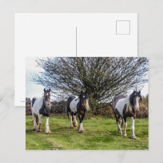 馬葉書 ポストカード (正面/裏面)