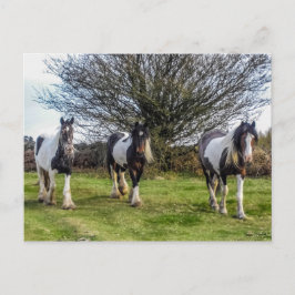馬葉書 ポストカード