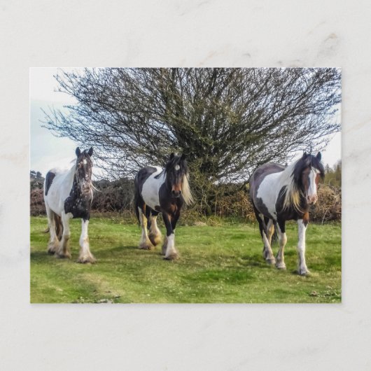 馬葉書 ポストカード (正面)