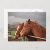 馬葉書 ポストカード (正面/裏面)