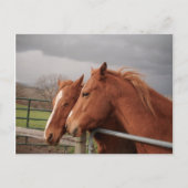 馬葉書 ポストカード (正面)