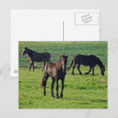 馬葉書 ポストカード (正面/裏面)