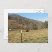 馬葉書 ポストカード (正面/裏面)