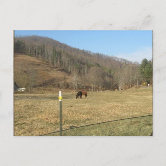 馬葉書 ポストカード (正面)