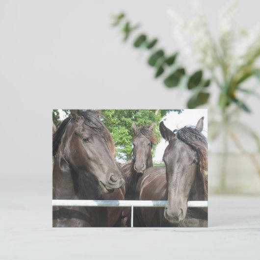 馬葉書 ポストカード (スタンド正面)