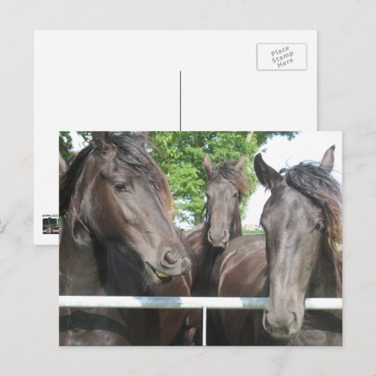 馬葉書 ポストカード (正面/裏面)
