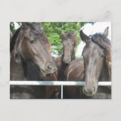 馬葉書 ポストカード (正面)