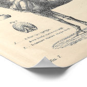 馬解剖図ポスター ポスター (角)