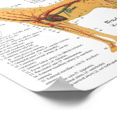 馬解剖学ウマ科の筋骨格ポスター ポスター (角)