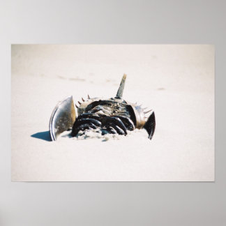 馬蹄炭 ポスター