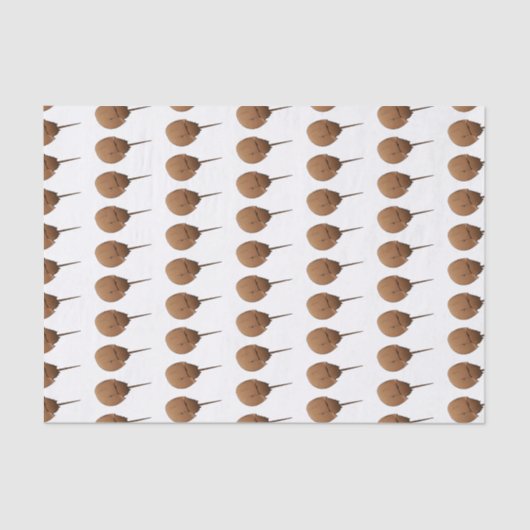 馬蹄蟹の漫画イラストレーション 薄葉紙 (正面)