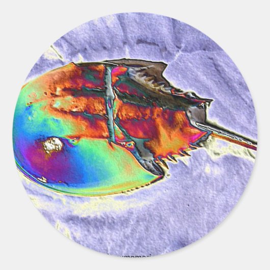 馬蹄蟹ホイルデザイン ラウンドシール (正面)