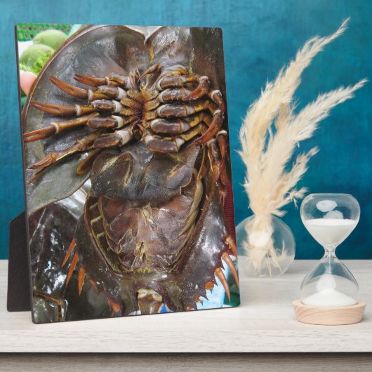 馬蹄蟹…タイアジア通り食品 フォトプラーク (側面)