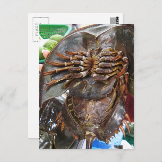馬蹄蟹…タイアジア通り食品 ポストカード (正面/裏面)