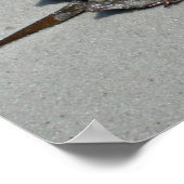 馬蹄蟹 – 男性 ポスター (角)