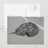 馬蹄蟹 – 男性 ポストカード (正面/裏面)