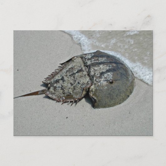 馬蹄蟹 – 男性 ポストカード (正面)