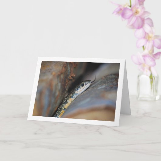 馬蹄鞭蛇 カード (蘭)