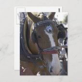 馬車馬 ポストカード (正面/裏面)