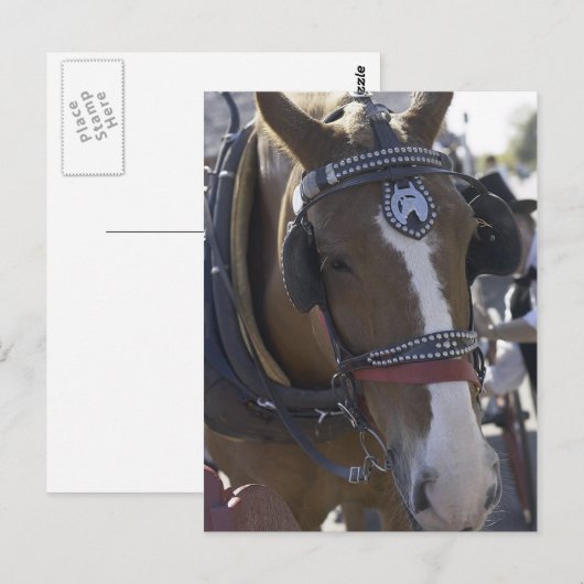 馬車馬 ポストカード (正面/裏面)