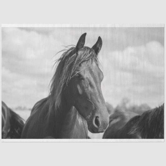 馬頭ティッシュペーパー 薄葉紙 (正面)