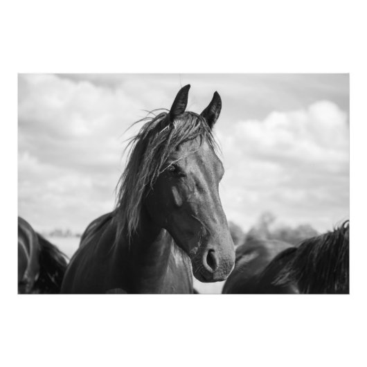 馬頭ポスター フォトプリント            (正面)