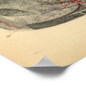 馬頭脊椎解剖学1908ヴィンテージプリント ポスター (角)