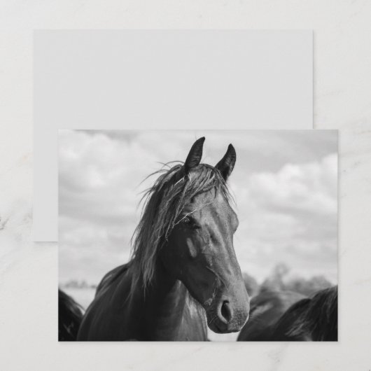 馬頭葉書 ポストカード (正面/裏面)