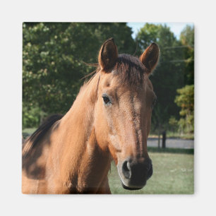 馬頭部の磁石 マグネット