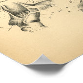 馬頭顎解剖学1908ヴィンテージプリント ポスター (角)