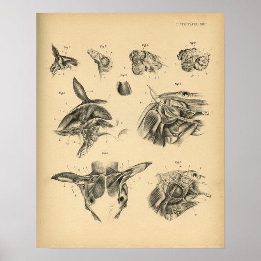 馬頸筋解剖学1908ヴィンテージプリント ポスター (正面)