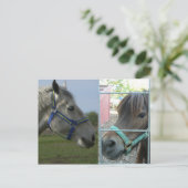 馬食い ポストカード (スタンド正面)