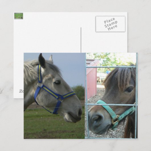 馬食い ポストカード (正面/裏面)