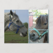 馬食い ポストカード (正面)