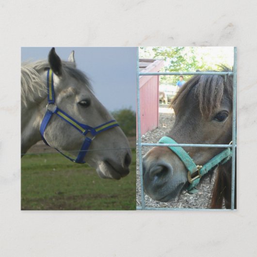 馬食い ポストカード (正面)