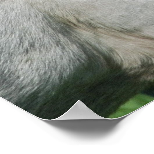 馬食べ物を与え ポスター (角)