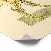 馬骨格解剖学プリントヴィンテージ1917 ポスター (角)