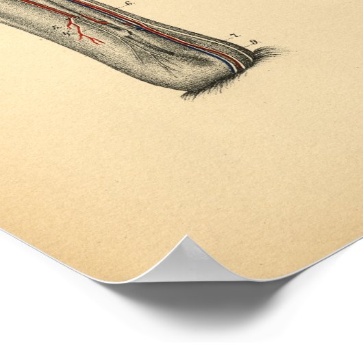 馬骨盤脚解剖学1908ヴィンテージプリント ポスター (角)