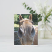 馬鼻 ポストカード (スタンド正面)