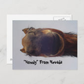 馬1 ポストカード (正面/裏面)