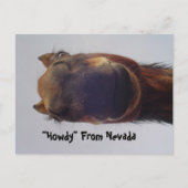 馬1 ポストカード (正面)