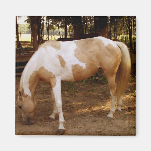 馬3、磁石 マグネット (正面)