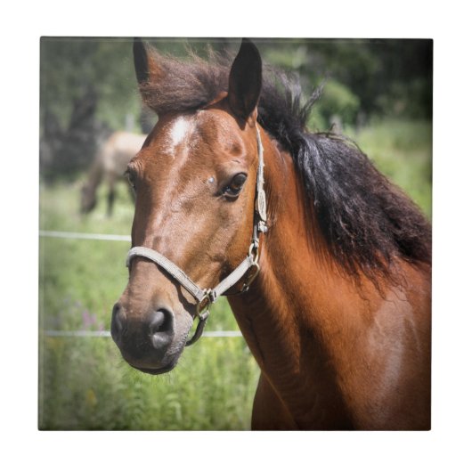 馬8674 タイル (正面)