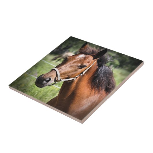 馬8674 タイル (側面)