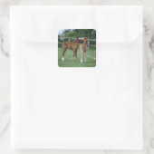 馬 – サラブレッド、フォール、 スクエアシール (バッグ)